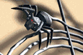 spider.gif (27388 bytes)